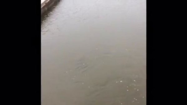 На что способен EverGreen Poseidon Salty Sensation PSSS-610S Limber Tip(10.06.2018)