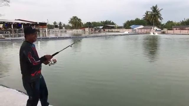 Test Mesin Ryobi Fishing Spinning Dgn Kerapu 70Kilo смотреть онлайн