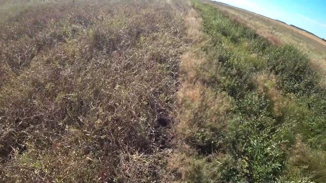 охота на утку с Impala plus 04 09 2022