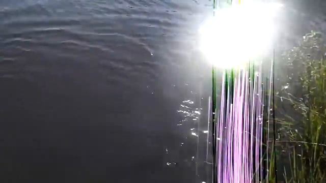 Pacu on Light Tackle and Lure смотреть онлайн
