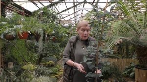 Фикус Триангулярис-уход в домашних условиях.