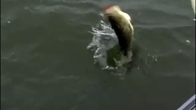 Why Flat Crank Baits Work for Largemouth Bass All Year смотреть онлайн