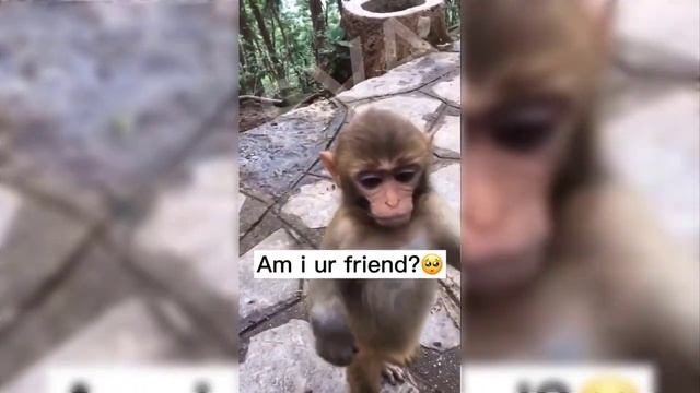 Monkey - Funny monkey looks like this monkey laughs / SVA смотреть онлайн