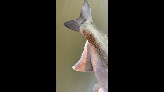 Преднерестовое поведение жереха. Ранняя весна в дельте Волги. смотреть онлайн