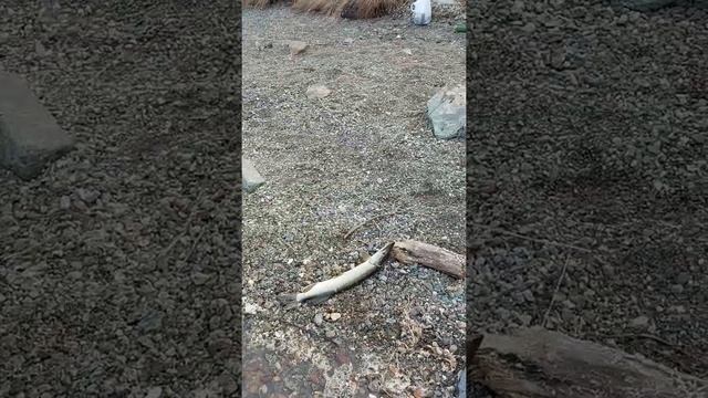 щука на резинку, тройник с красной ниткой, река обь смотреть онлайн