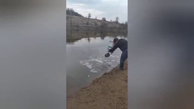 Запуск малька амура карпа а деревенский пруд с .Александрополь. смотреть онлайн