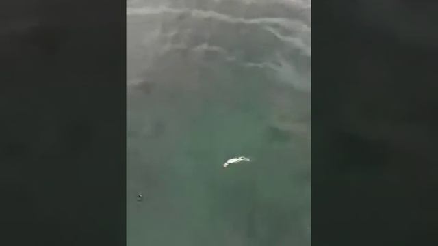 IMA Komomo 2 смотреть онлайн