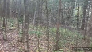 Лес  Завалил Меня Грибами , Наслаждения,  Поляны .ГРИБОВ МНОГО НЕ БЫВАЕТ