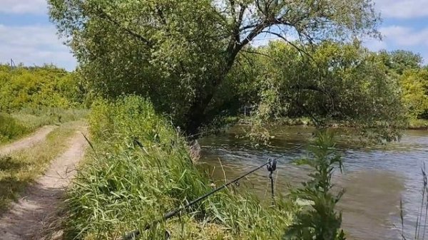 Летний карась