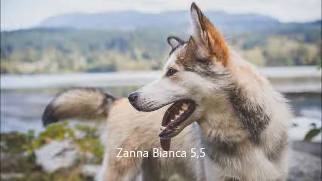 Zanna bianca parte quinta capitolo 5 il lupo va in letargo смотреть онлайн