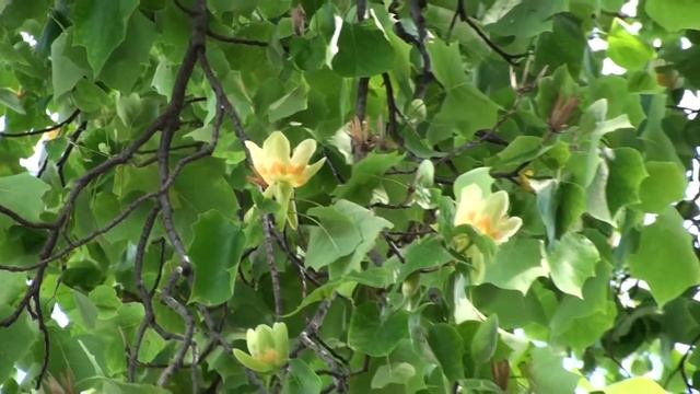 Сочи ,ботанический сад- Дендрарий.Sochi Botanical garden.Russia.Отдых в России.Отпуск,путешествия. смотреть онлайн