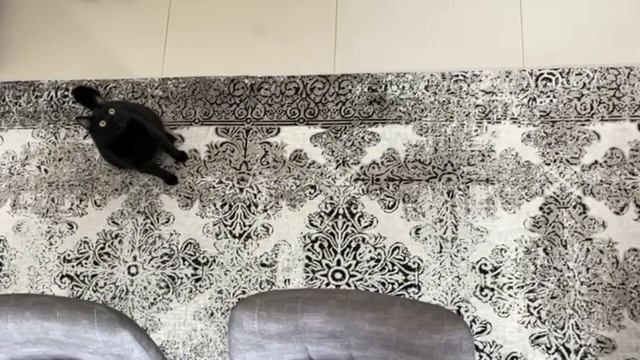 Ловлю ловлю ЛОВЛЮ ТЕБЯ 😼#cat #cats #video #youtube #funny смотреть онлайн