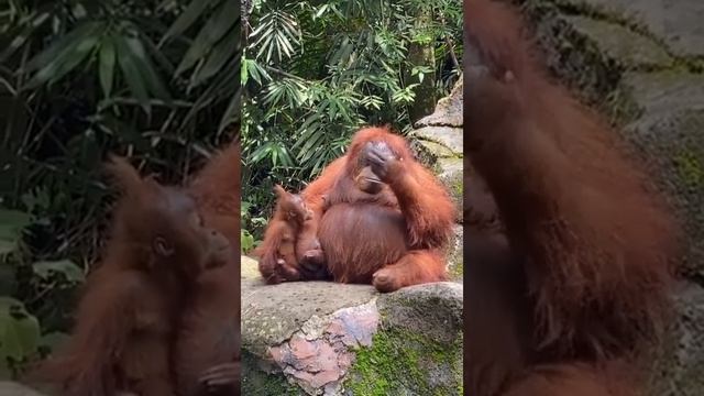 Самка орангутана примеряла очки, которые уронила посетительница зоопарка смотреть онлайн