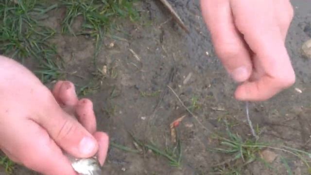 Осенние каникулы прошли не зря. НАМ НА ХИЩНИКА ВЕЗЁТ. ПОЙМАЛИ ОКУНЯ НА ЖИВЦА А ЩУКУ НА ЖПЫХОВКУ!!! смотреть онлайн