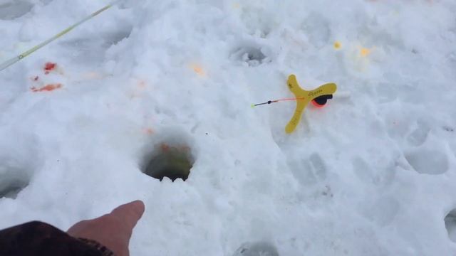 Ежедневный утренний видеообзор с водоёма !!! смотреть онлайн