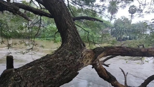 VANCHI RIVER l KARAIKAL l வாஞ்சி ஆறு l TOURISM смотреть онлайн