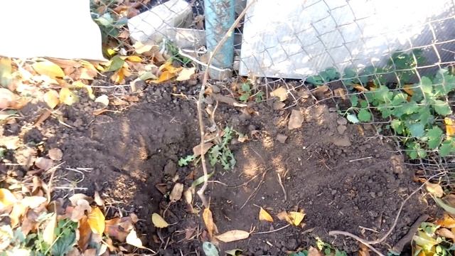 как ПРОСТО посадить фундук/ТРАПЕЗУНД/ мой питомник(уже 30 шт!!!)