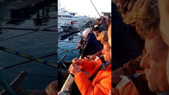 Рыбалка, ловим кефаль в порту Сочи. смотреть онлайн