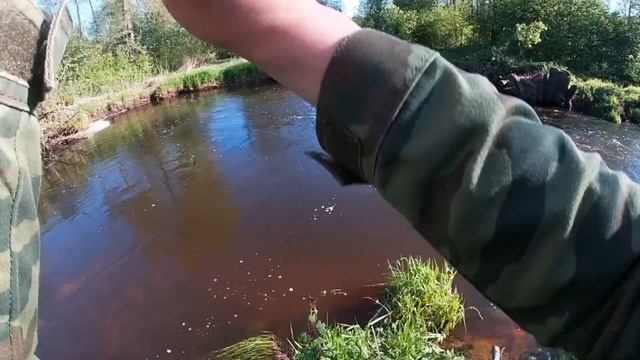 Эти рыбины гнут спиннинг в дугу! Попался первый трофей! #fishing #спиннинг #голавльнаспиннинг смотреть онлайн