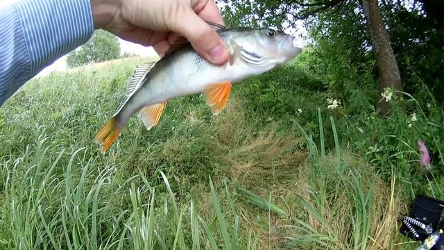 Feeder at Ilgiaj lake смотреть онлайн
