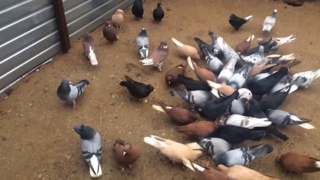 Армянские бойные голуби Артура. Часть 9 смотреть онлайн