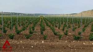 Шпалерный столб опора 54х30