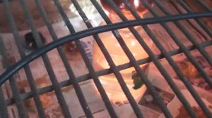 19 день инкубации куриных яиц инкубатор Золушка