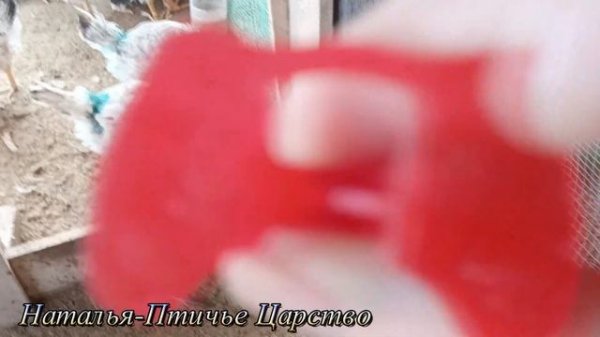Очки для кур и как их одевать