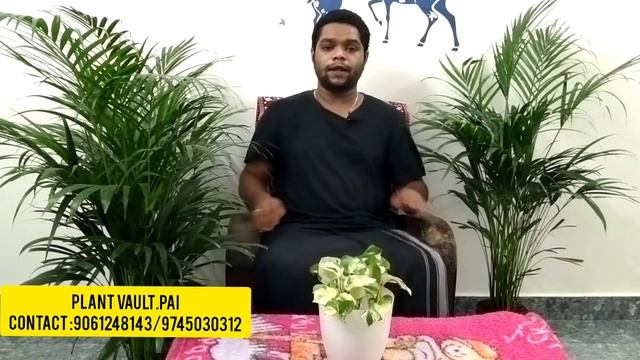 INDOOR PLANT ARECA PALM CARE TIPS смотреть онлайн