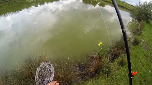 Carp On Ultra Light Rod -MajorCraft K.G.Lights ROCKFISH KGL-T762M