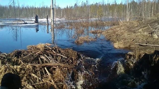Охота на бобра, на его территории. Обзор местности. смотреть онлайн