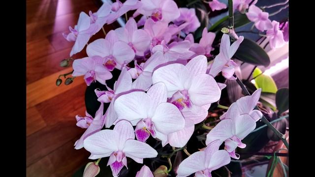 ОРХОтека. Услада. смотреть онлайн