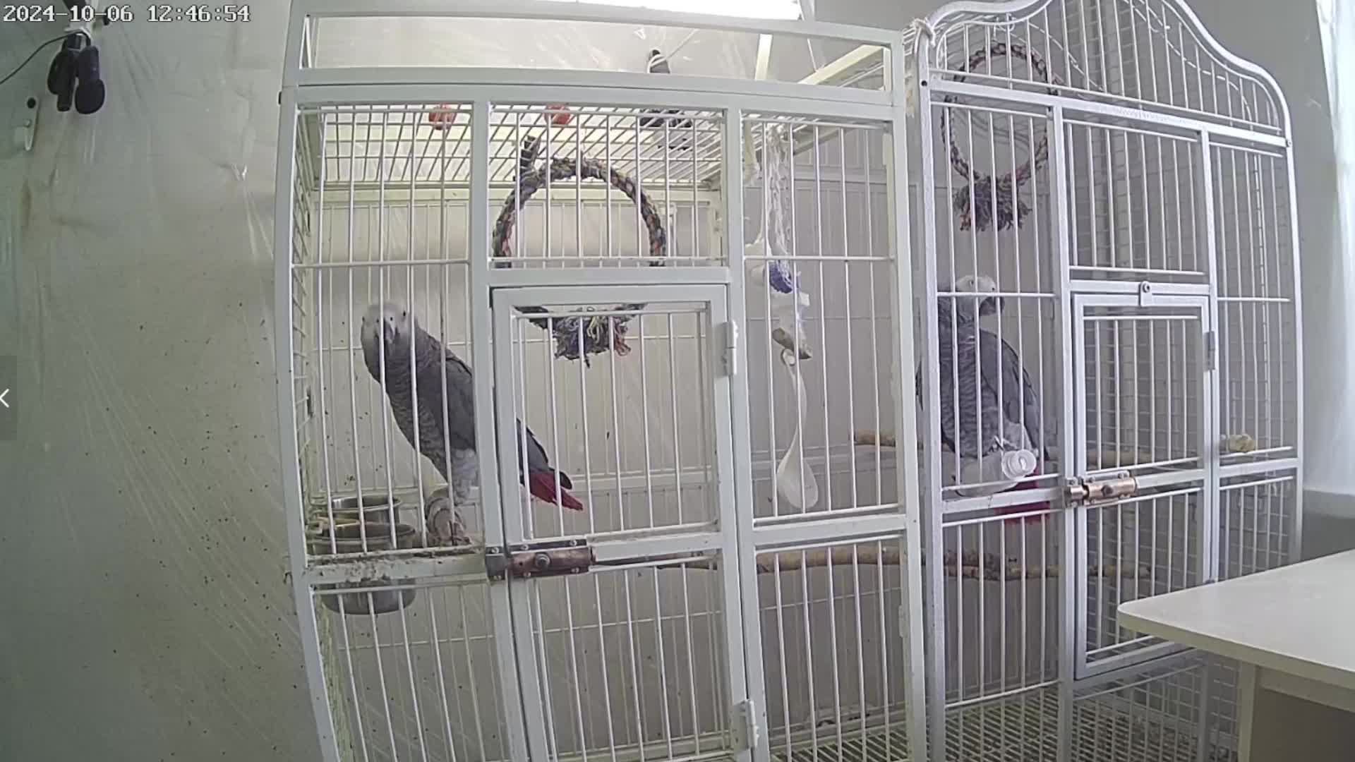 Попугаи Жако Contents Of Gray African Parrots