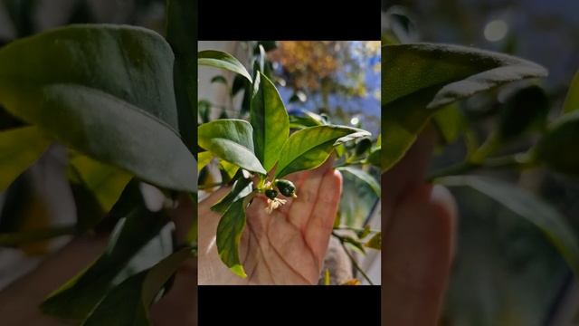 Лаймкват Таварес. #ЕленаГридина #красота #ОпятьУчеба