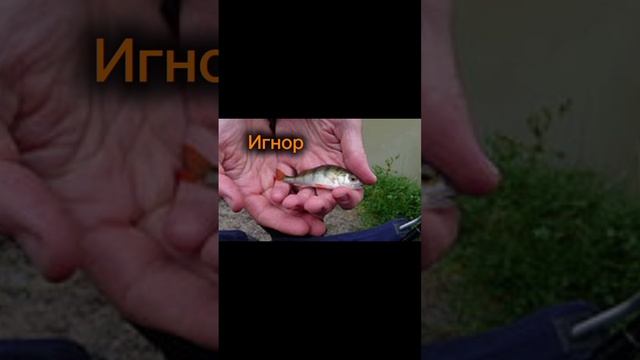 #рыбалка #fishing #рыба #carpfishing #карп #carp #щука #мем #природа #fish relax смотреть онлайн