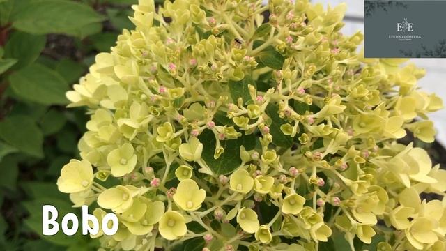 Bobo гортензия метельчатая 06-10-2024 смотреть онлайн