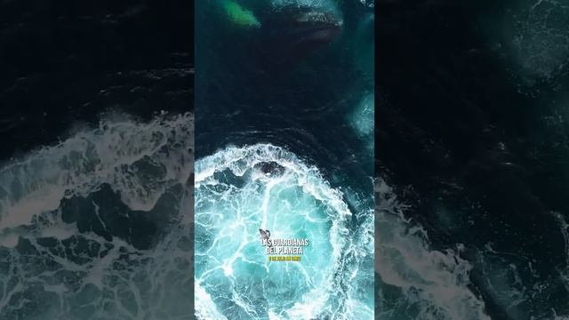 LAS GUARDIANAS DEL PLANETA - "La alimentación de las ballenas" | HD смотреть онлайн