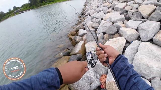 BIG GOLDEN TREVALLY ON ULTRA LIGHT APIA GRANDAGE LITE 76/5 TRAVEL ROD