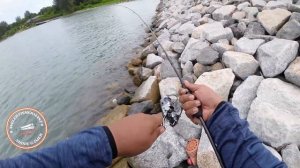 BIG GOLDEN TREVALLY ON ULTRA LIGHT APIA GRANDAGE LITE 76/5 TRAVEL ROD