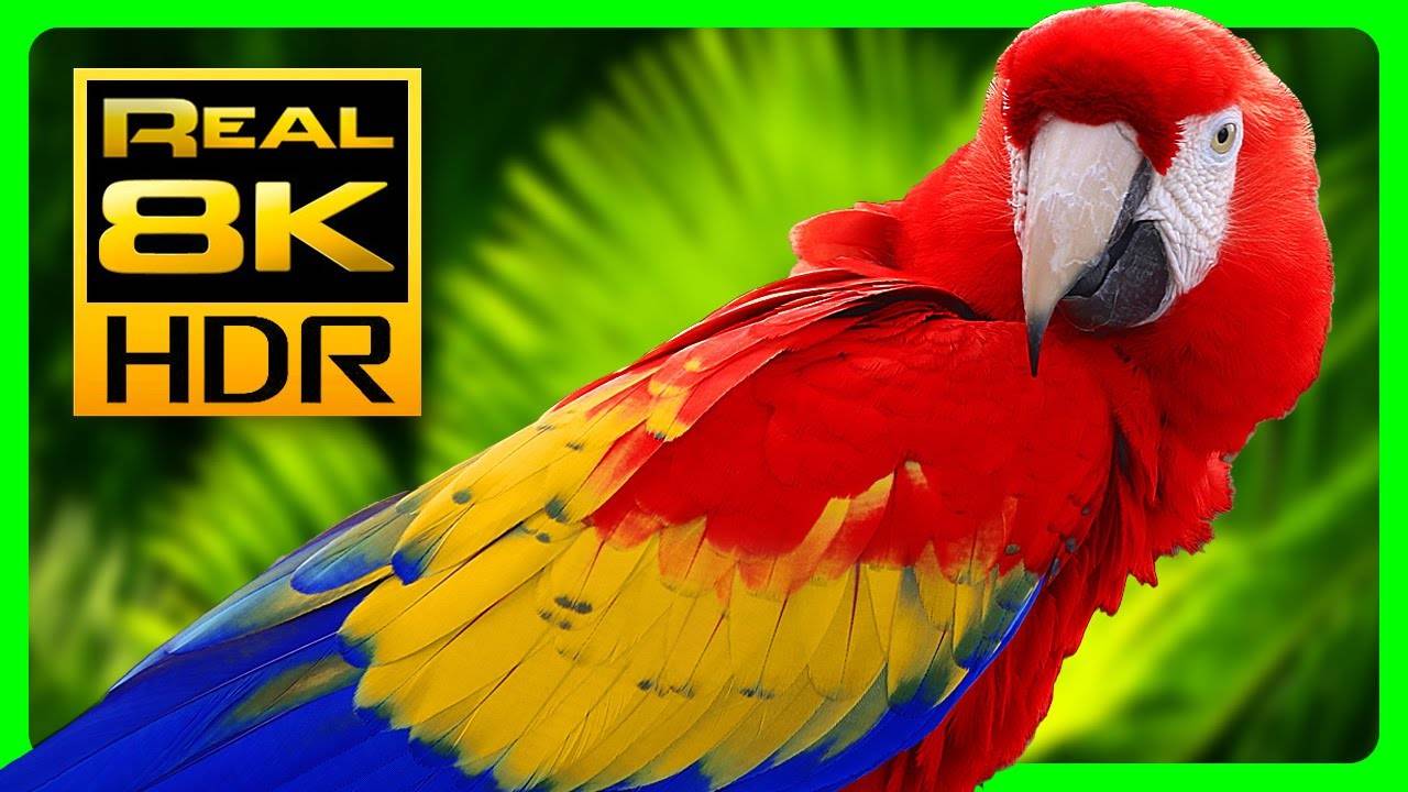 Amazing Macaw Parrots in REAL 4K HDR - Colorful Birds & Nature Sounds - 4K TV Short Demo смотреть онлайн