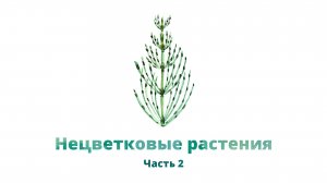 21. Нецветковые растения, часть 2