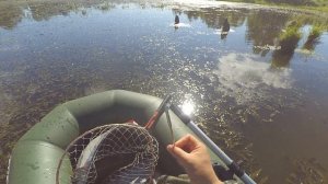 Крупный Карп на рогатку в Июле | Рыбалка с рогаткой  #96