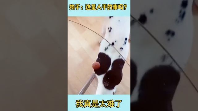 搞笑狗狗合集2 funny dogs смотреть онлайн