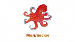 7. Моллюски