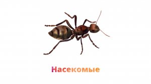 10. Насекомые