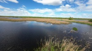 В поисках лебедей