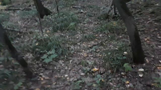 Битца трейл Лида.