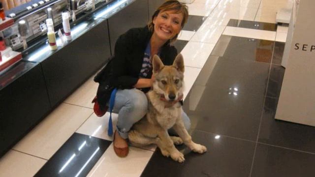 Aki Cane Lupo Cecoslovacco - 1 anno con noi [Czechoslovakian Wolfdog] смотреть онлайн