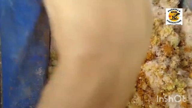 КАНАЛ САРКИСОВА БЫЛО ДЛЯ НАС УДАЧНЫМ ЗЕЛКАЛЬНЫ #КАРП #shortsyoutube #baliqovi