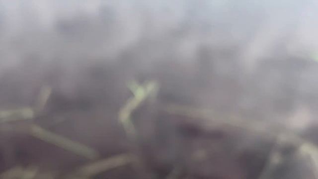 26 мая 2024 г. Тест спиннинга Арион. смотреть онлайн